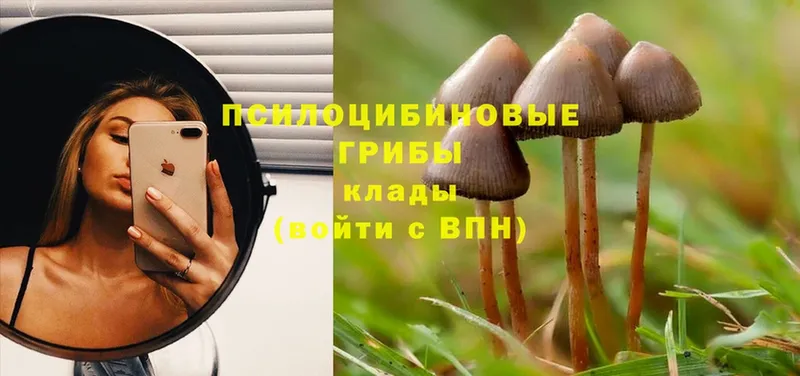 Псилоцибиновые грибы Psilocybe  наркотики  Купино 